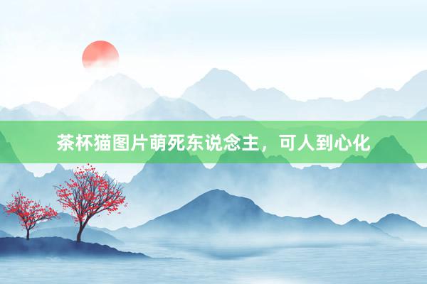 茶杯猫图片萌死东说念主，可人到心化